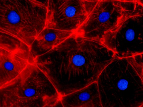 Confocal Fluorescence Microscopy | University of Manchester - Innovation Factory