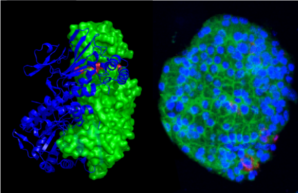 A crystal structure of the NAMPT protein bound to one of their compounds (left) alongside an image of an islet showing improvement in beta cell number following compound treatment (right).