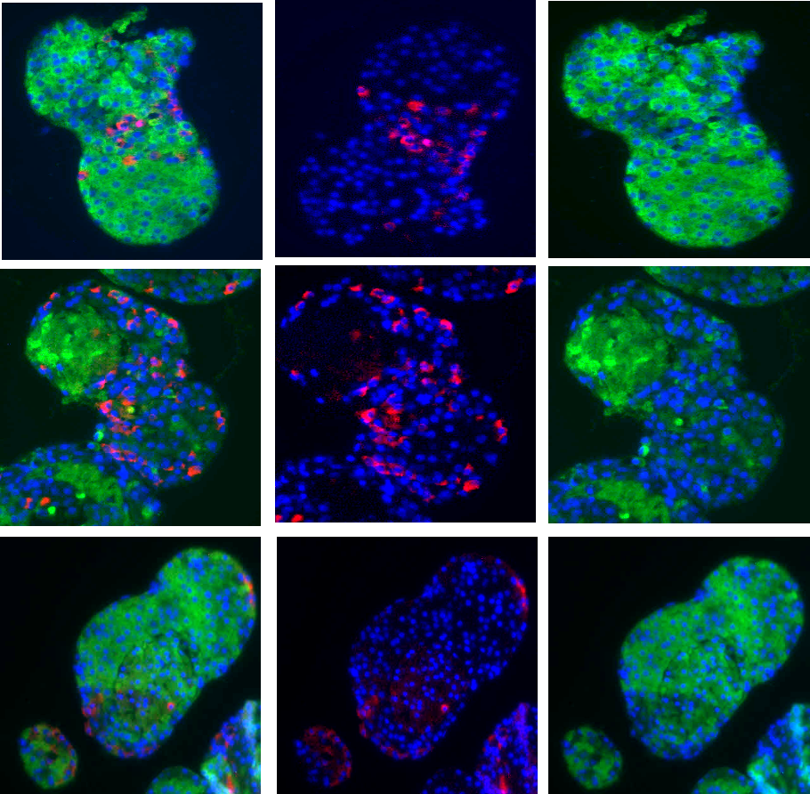 Nine slides of eNAMPT cells.
