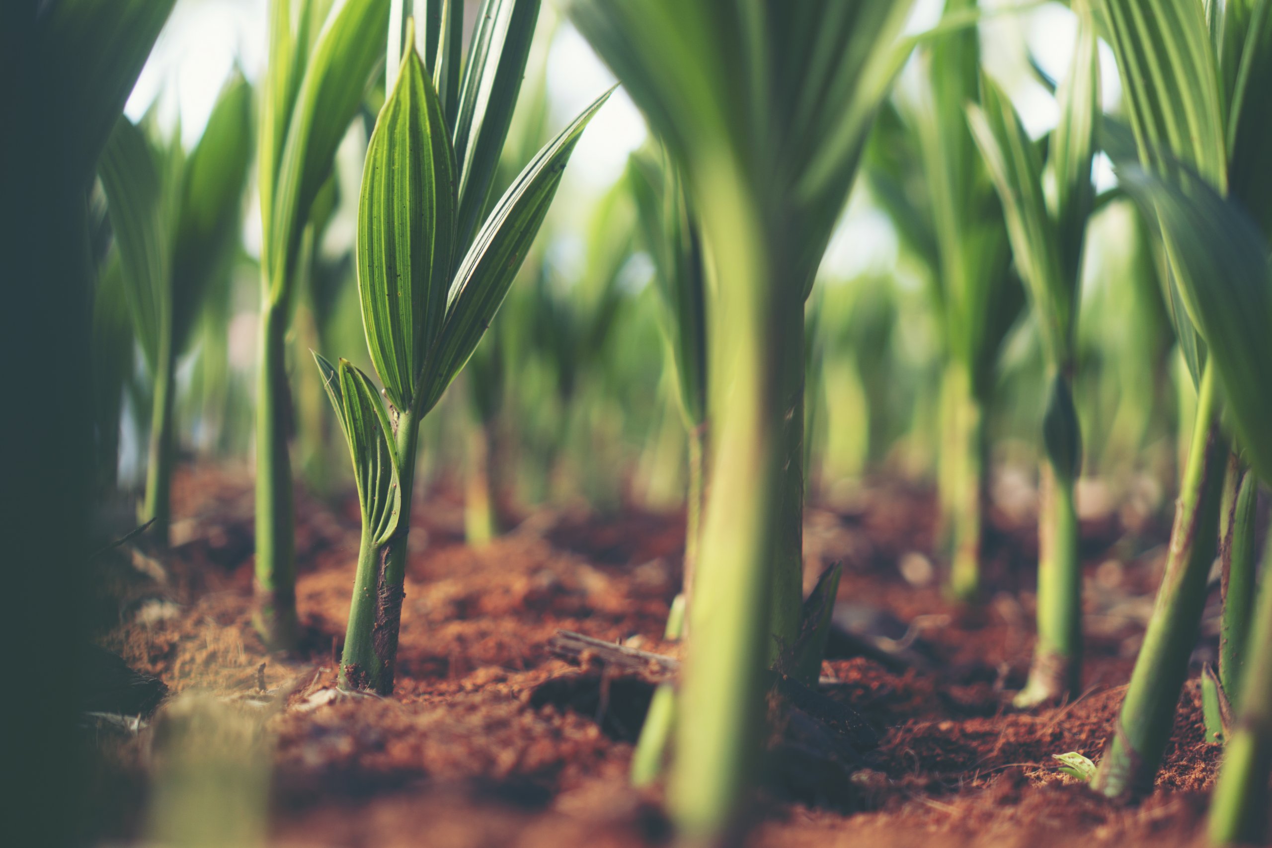 Plant Organelle Technologies - University of Manchester Innovation Factory