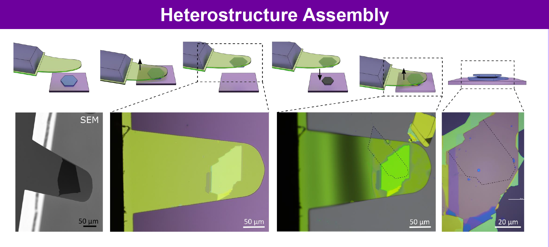 A schematic of the transfer process with images of 2D material films at each step of processing