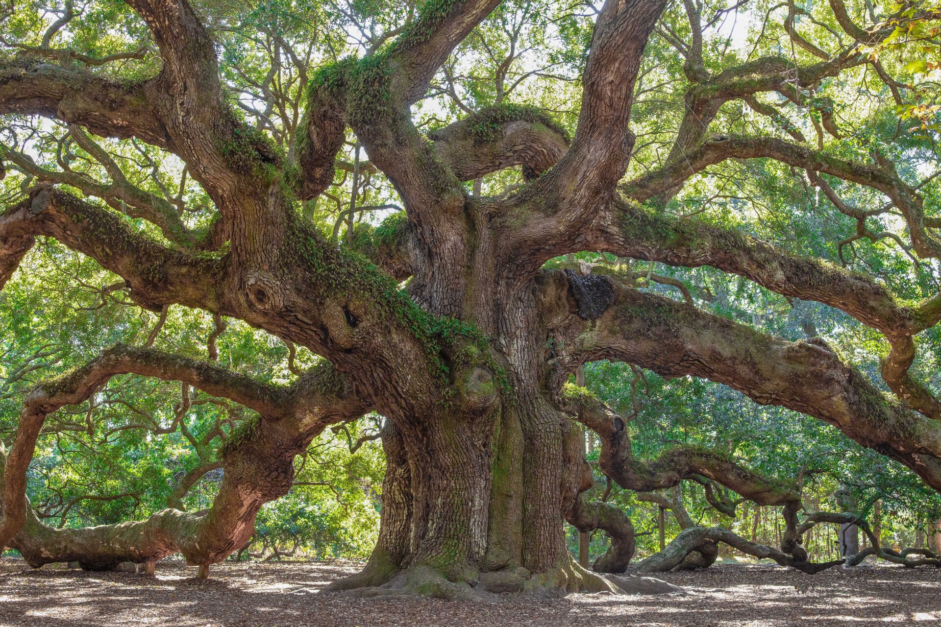 large, old, gnarly tree
